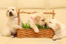 Gids van experts:snelle en effectieve stappen voor zindelijkheidstraining voor puppy s 