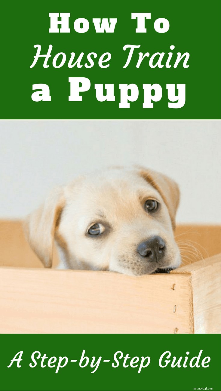 Gids van experts:snelle en effectieve stappen voor zindelijkheidstraining voor puppy s 