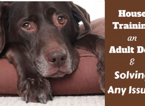 Effective House‑Training for Adult Dogs: Identify and Fix Common Potty Problems