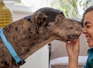 Is a Pet Psychic Right for Your Furry Friend? Expert Q&A with Karen Miura