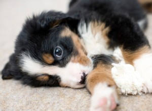 Complete Guide to Potty Training Your New Puppy: Step-by-Step for First-Time Dog Owners