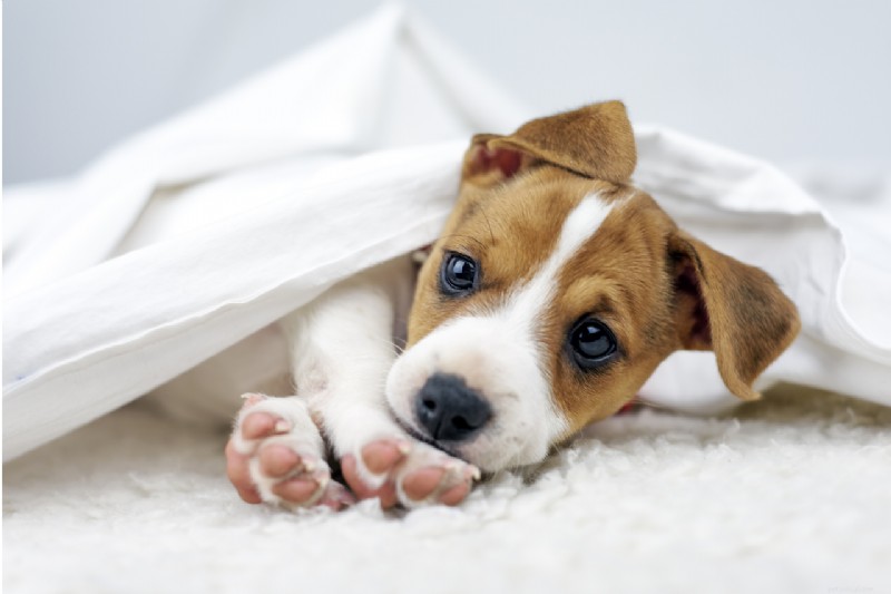 Guia completo para treinar seu novo filhote com o penico:passo a passo para donos de cães pela primeira vez 