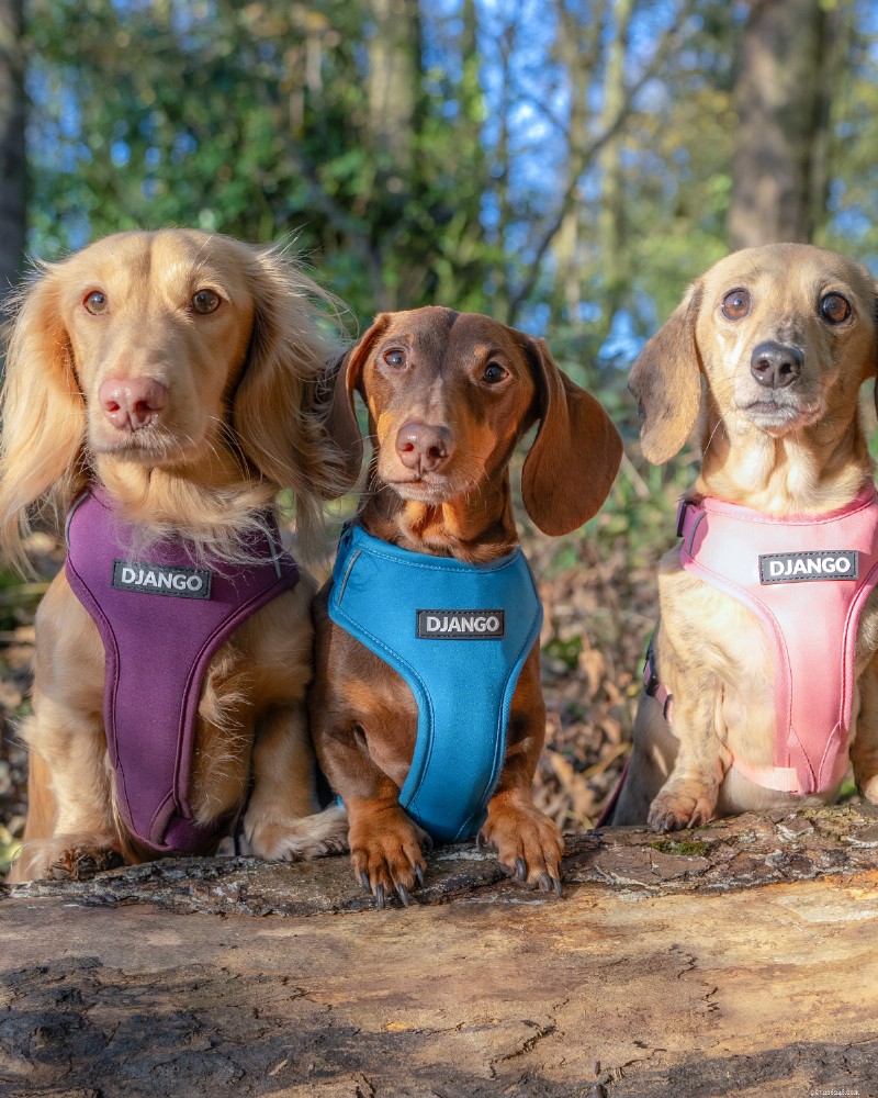 Guia completo para treinar seu novo filhote com o penico:passo a passo para donos de cães pela primeira vez 