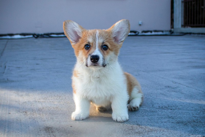 Guia completo para treinar seu novo filhote com o penico:passo a passo para donos de cães pela primeira vez 