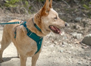 Top No-Pull Dog Harnesses 2026: Comfort, Fit, and Control That Work