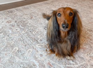 Tumble Rugs 2026 Review: Pros, Cons & Family Experience with Kids & Dogs