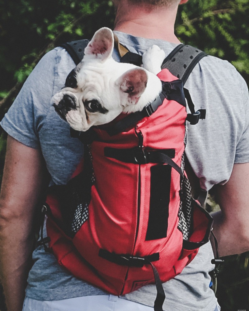 ハイキングや旅行に最適な小型犬用バックパックキャリア トップ 5 – 2026 年の専門家レビュー 