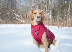 Meet Sherb: The Adventurous Golden Retriever & Expert Outdoor Dog Photography Tips