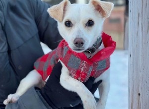 How Dog Clothing Boosts Health, Safety, Comfort, and Training: A Practical Guide