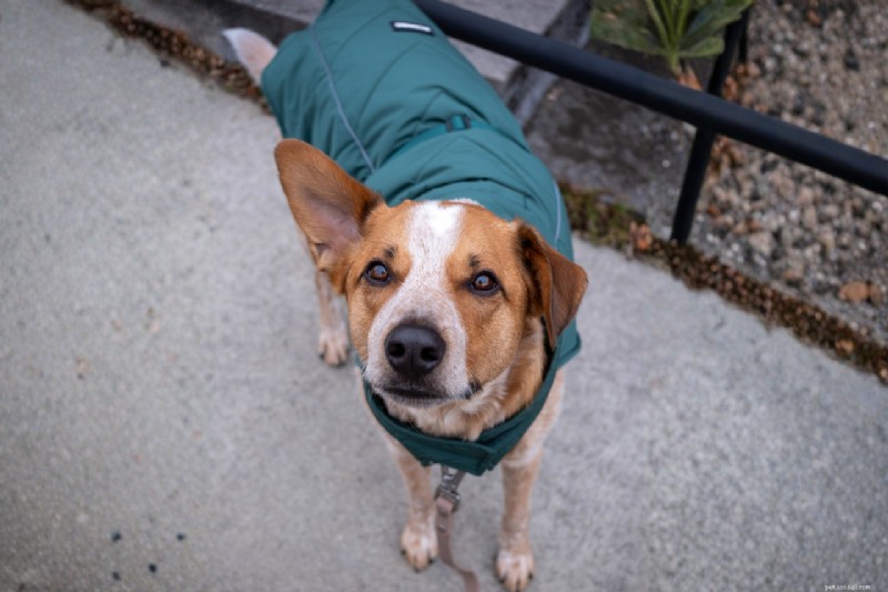 Como as roupas para cães melhoram a saúde, a segurança, o conforto e o treinamento:um guia prático 