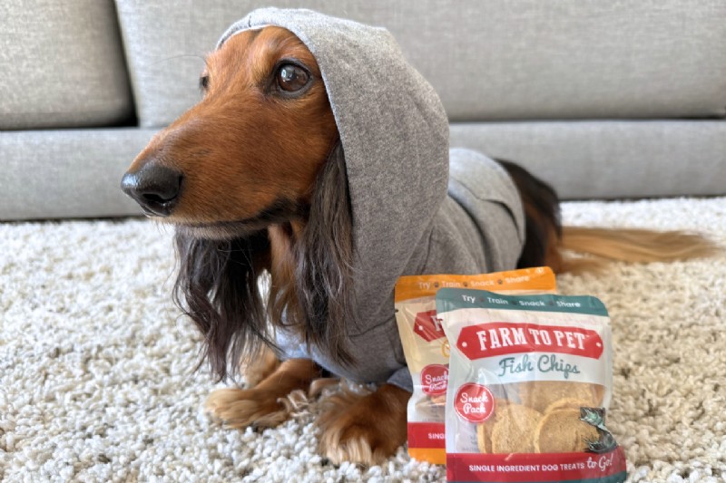 Como as roupas para cães melhoram a saúde, a segurança, o conforto e o treinamento:um guia prático 