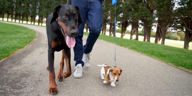 Master Dog Socialization:Experttips från Diamond Pet Foods 