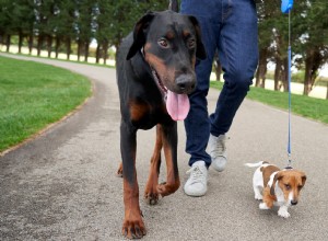 Master Dog Socialization: Expert Tips from Diamond Pet Foods