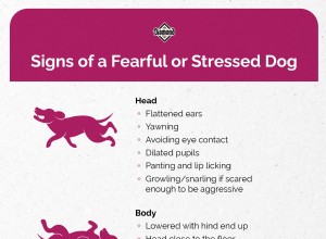 How to Spot and Support an Antisocial Dog: Signs, Causes, and Effective Solutions