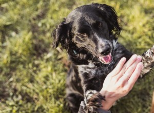 8 Proven Dog Training Methods for a Fresh Start in the New Year