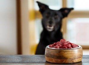 The Risks of Feeding Your Dog Raw Meat: Why It’s Unsafe