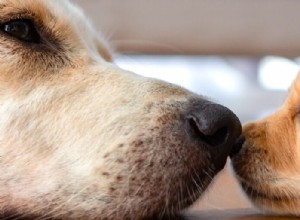 Essential Guide to Welcoming a New Puppy: Feeding, Introductions, and Harmony with Existing Pets