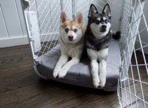 Evolv vs Traditional Wire Dog Crates: 5 Reasons to Choose Evolv