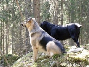 Shollie 101:Allt du behöver veta om border collie × schäfermix 