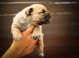 Essential Guide: Buying a Boerboel Puppy – What You Need to Know