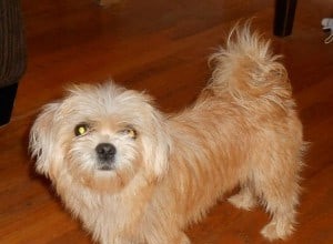 Raising a Morkie: A Comprehensive Guide for New Owners