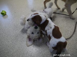 Raising a Morkie:En omfattande guide för nya ägare 