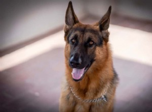 Proven Diet Guidelines for German Shepherds: 10 Essential Tips for Optimal Health