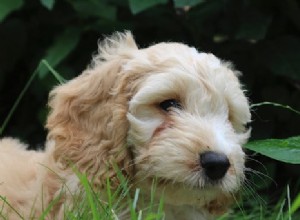 Cockapoo Guide: Everything You Need to Know About the Hybrid Breed
