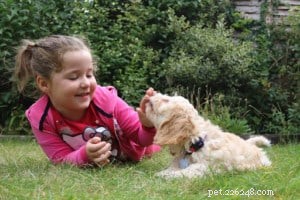 Cockapoo Guide:Allt du behöver veta om hybridrasen 