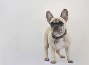 French Bulldog vs. English Bulldog: Key Differences Explained