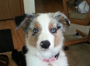 Milwaukee Dog Walking: Clean Litter Box Service & Safety