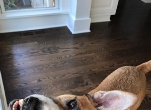 Find the Ideal Dog Walker in Milwaukee: Tips & Trusted Providers