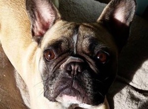 How Music Can Calm Your Pets  Anxiety