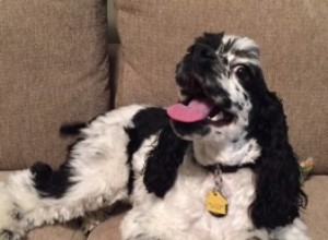 Top 3 Factors to Evaluate Before Picking a Dog Breed