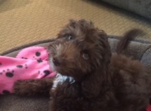 Top 3 Pet Stores in Racine, Wisconsin: Trusted Choices for Quality Pet Care