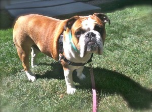 Why Choose a Professional Pet Sitting Company Over Solo Sitters: Proven Benefits for Your Pets
