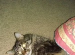 Why Hiring a Professional Cat Sitter Is Essential for Your Vacation