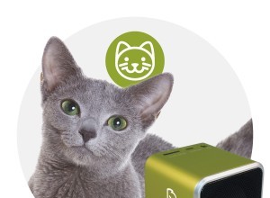 Calm Your Dog with Pet Tunes: Bluetooth Music for Separation Anxiety, Thunderstorms & More