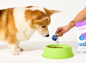 WonderGland: Natural Anal Gland Support for Dogs – Safe, Fiber‑Enhanced Supplement