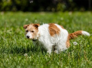 Can Pumpkin Relieve Your Dog’s Diarrhea? A Vet’s Guide
