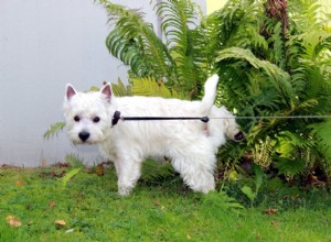 Understanding Canine Urinary Tract Infections: Causes, Symptoms, and Treatment