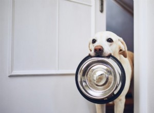 What Causes Excessive Water Intake in Dogs? Expert Insights