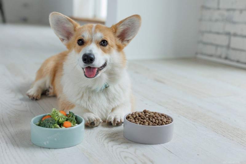Améliorez la santé intestinale de votre chien avec des prébiotiques :conseils d experts et suppléments sûrs 