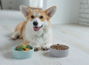 Boost Your Dog’s Gut Health with Prebiotics: Expert Tips & Safe Supplements