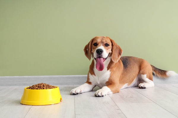 Améliorez la santé intestinale de votre chien avec des prébiotiques :conseils d experts et suppléments sûrs 