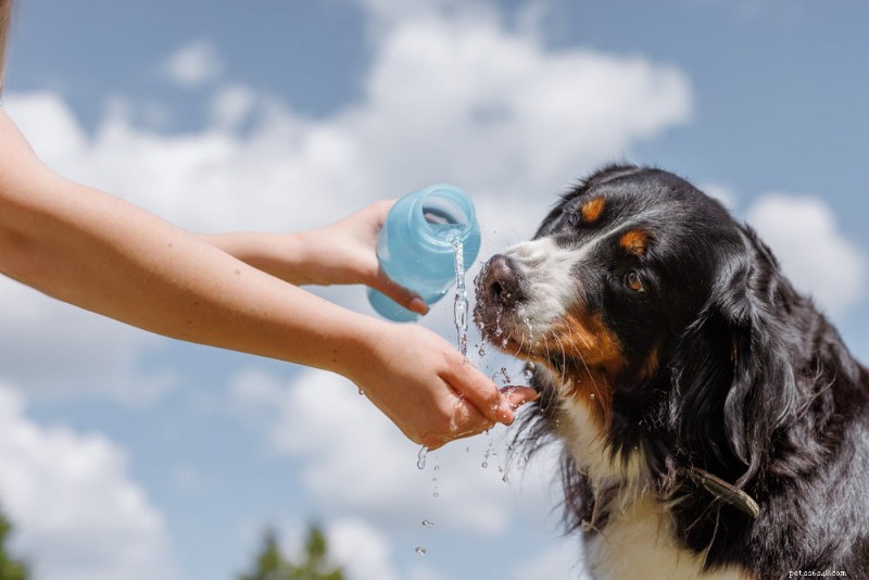 Optimální denní příjem vody pro psy:Veterinární průvodce 