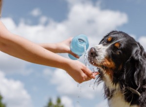 Optimal Daily Water Intake for Dogs: A Veterinary Guide