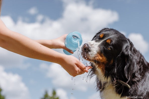 Optimální denní příjem vody pro psy:Veterinární průvodce 