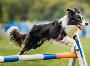How Much Exercise Does Your Dog Need? Expert Guide to Optimal Activity Levels