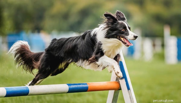 Hoeveel beweging heeft uw hond nodig? Deskundige gids voor optimale activiteitsniveaus 